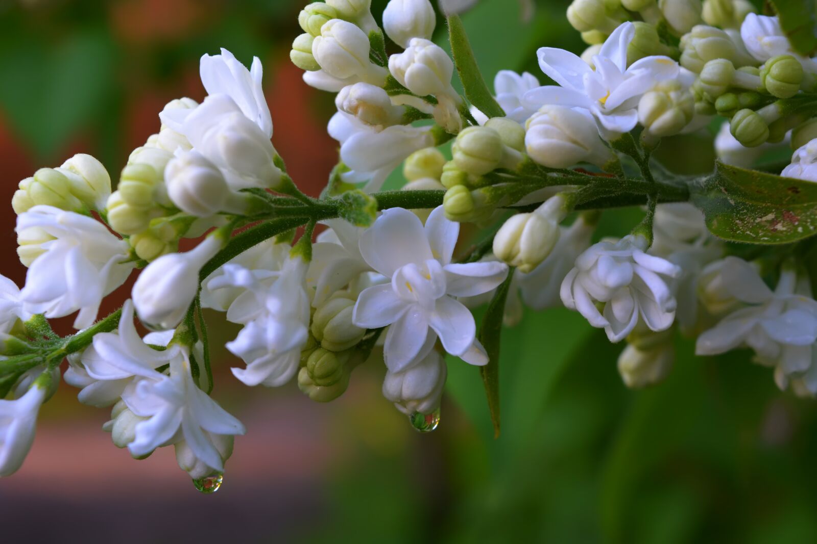 Nikon D5200 sample photo. Lilac, flowers, garden photography
