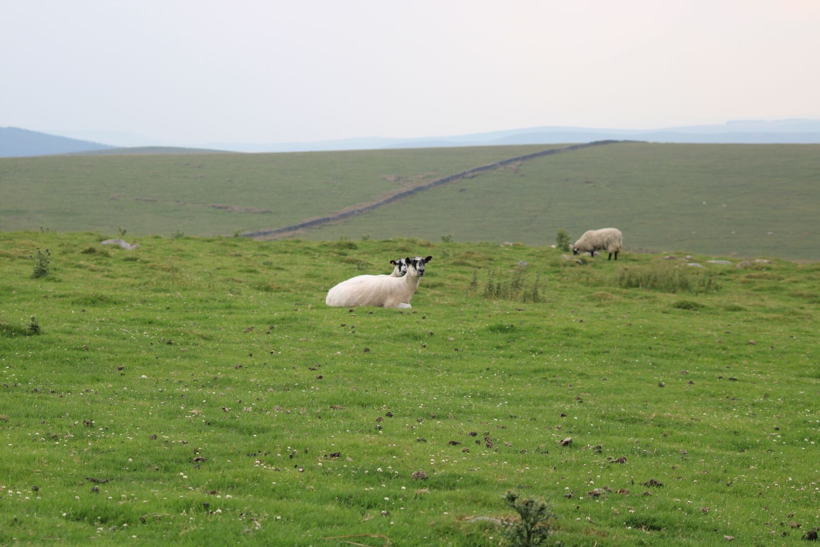Canon EOS 2000D (EOS Rebel T7 / EOS Kiss X90 / EOS 1500D) sample photo. Sheep, moorland, flock photography