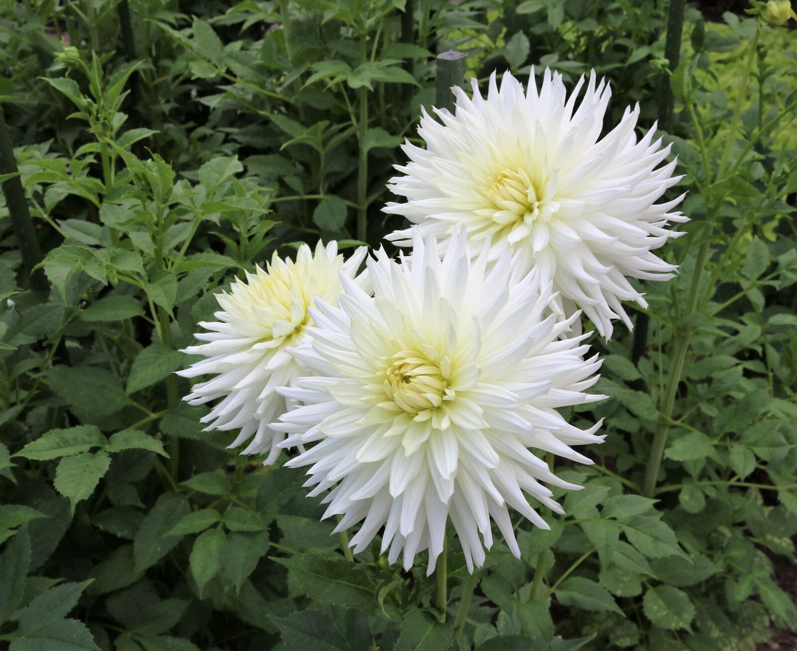 Canon EOS 750D (EOS Rebel T6i / EOS Kiss X8i) sample photo. Bouquet of flowers, park photography