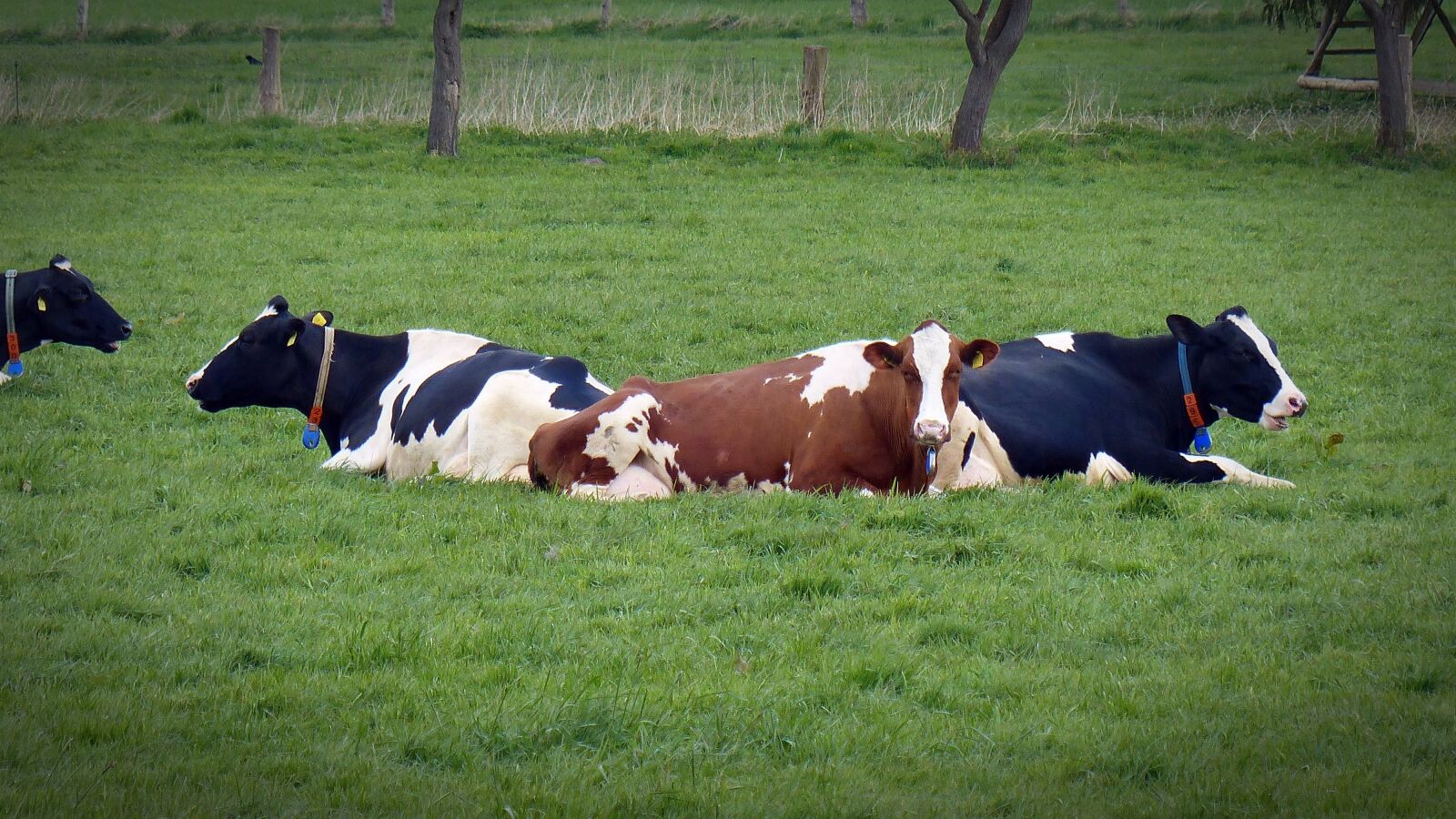 Panasonic Lumix DMC-FZ200 sample photo. Cow, milk cow, rest photography