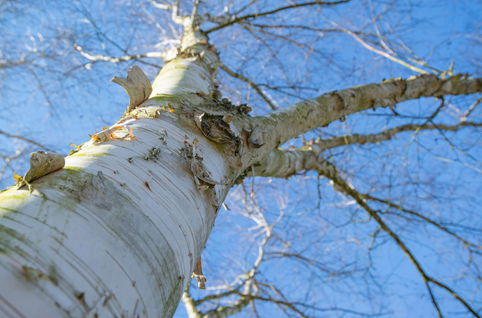 Nikon AF-S Nikkor 18-35mm F3.5-4.5G ED sample photo. Birch, branch, flora, forest photography