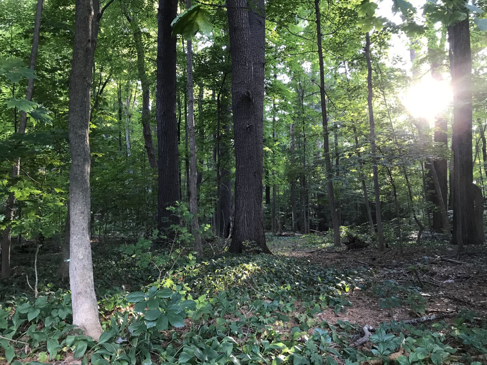 Apple iPhone 7 Plus sample photo. Forest, woods, trees photography