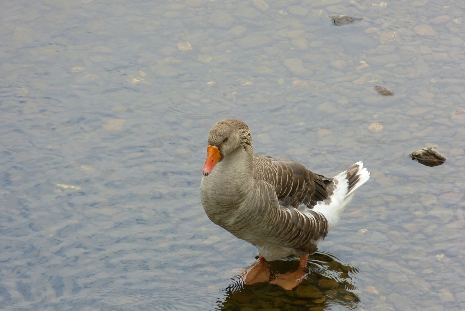 Panasonic Lumix DMC-FZ150 sample photo. Bird, animal, animal world photography