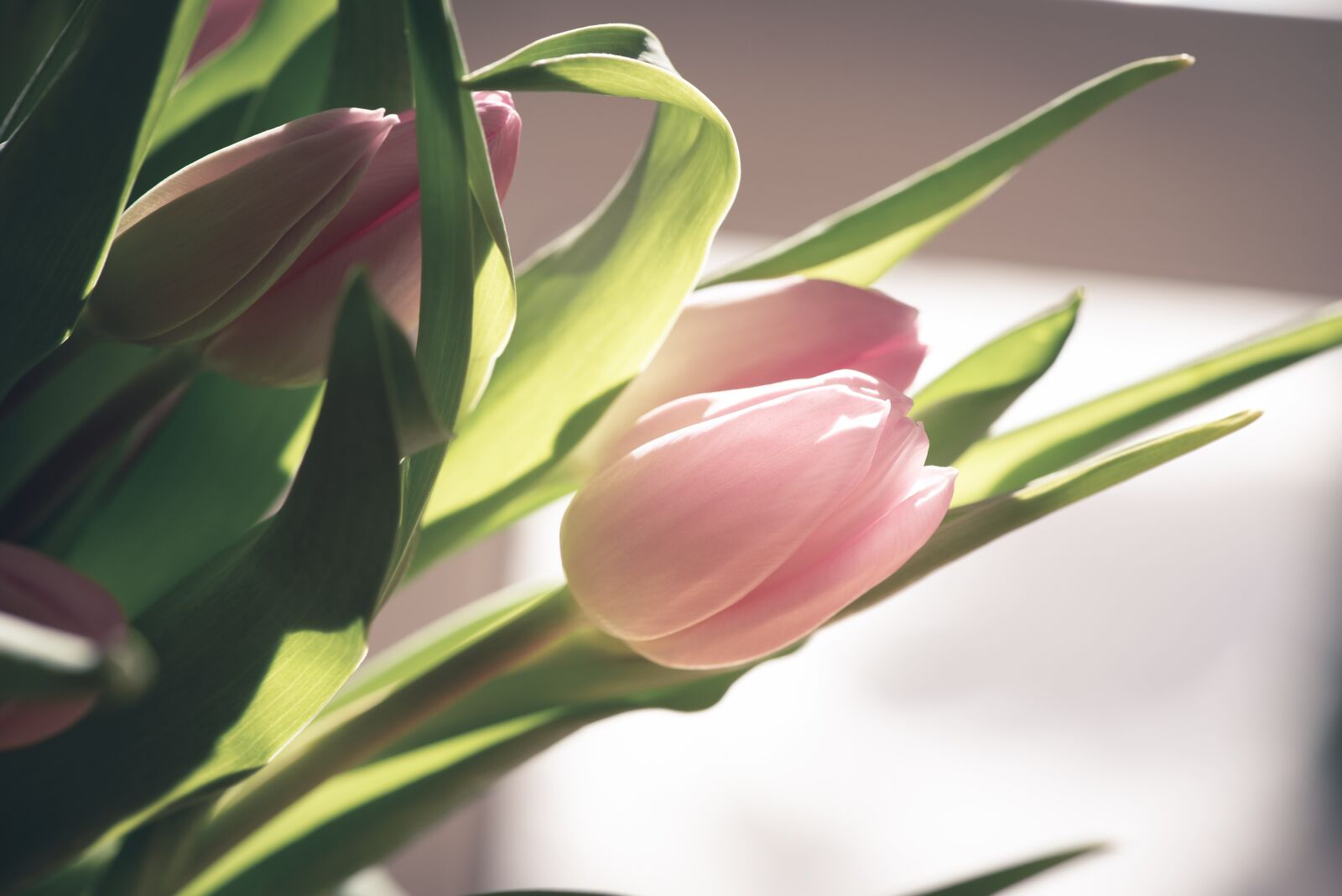 Nikon D750 sample photo. Tulip, flower, pink photography