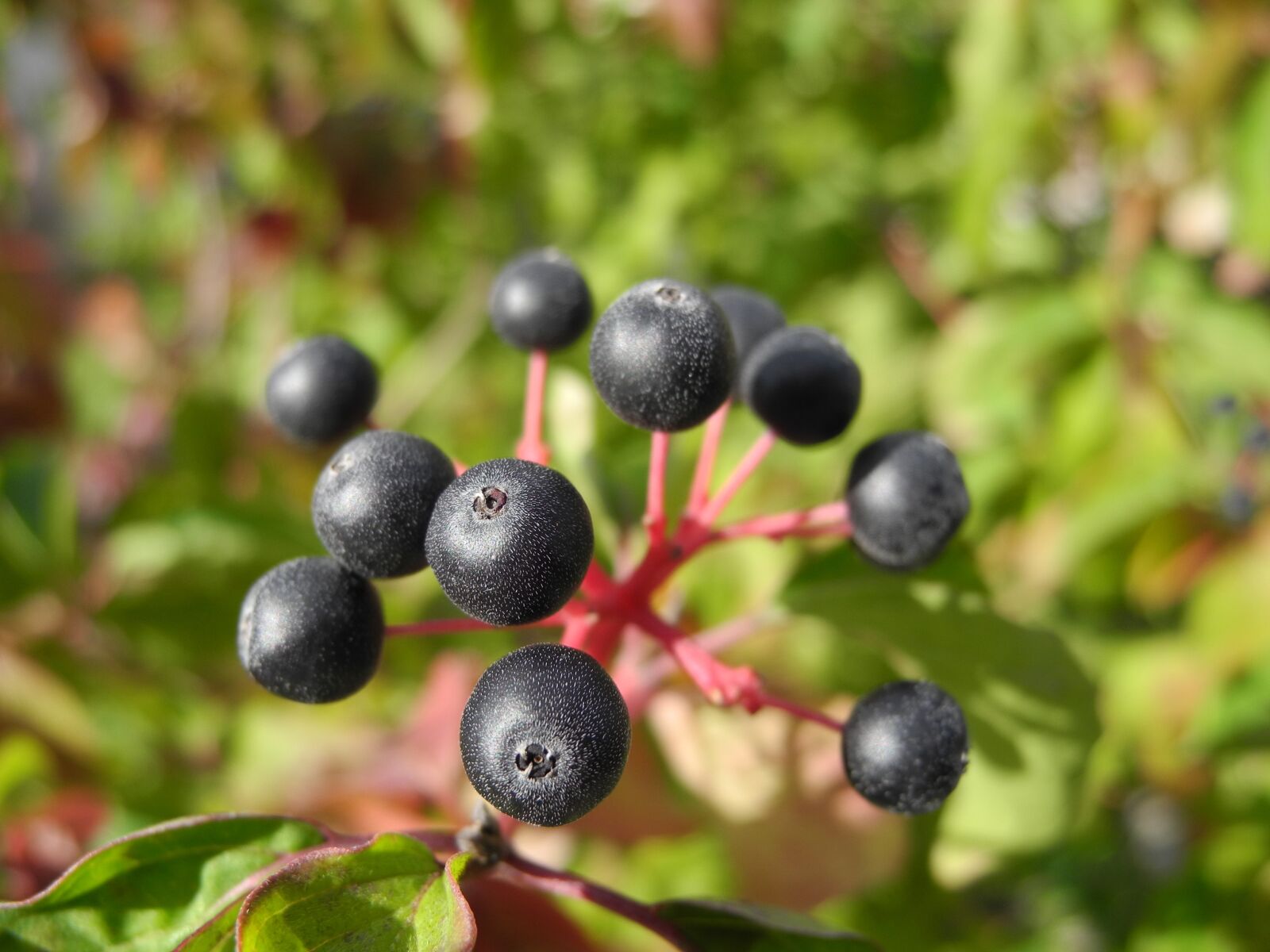 Nikon Coolpix P7000 sample photo. Plant, black balls, nature photography