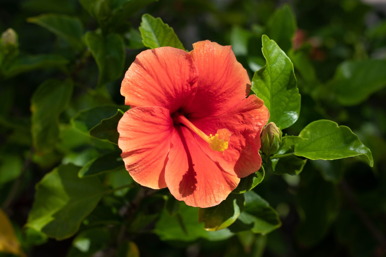Canon EOS 800D (EOS Rebel T7i / EOS Kiss X9i) sample photo. Hibiscus, cozumel, nature photography