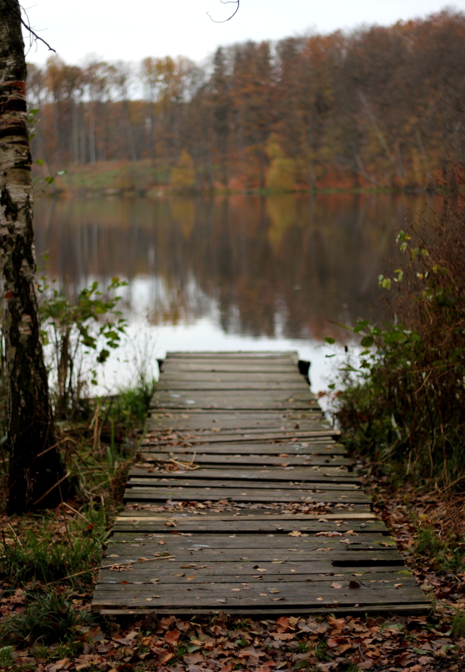Canon EOS 60D + Canon EF 50mm F1.8 II sample photo. Bridge, wooden, lake photography