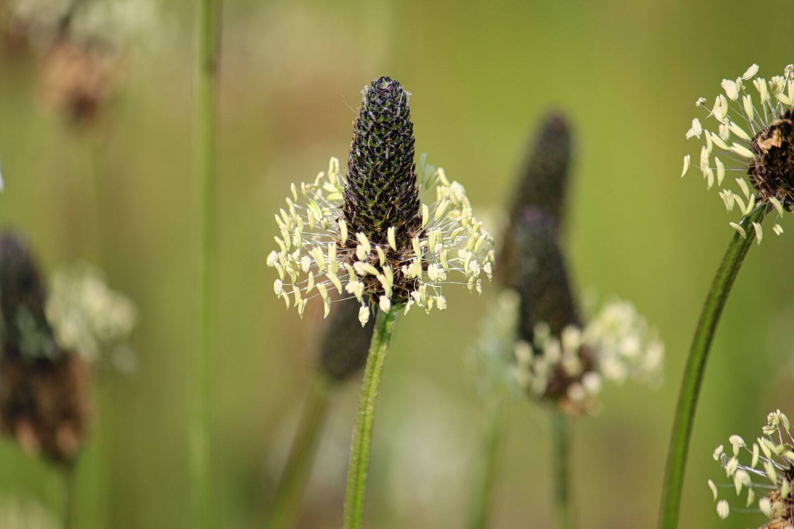 Canon EOS 70D + Canon EF-S 55-250mm F4-5.6 IS sample photo. Sharp sheaf, flowers, bitter photography