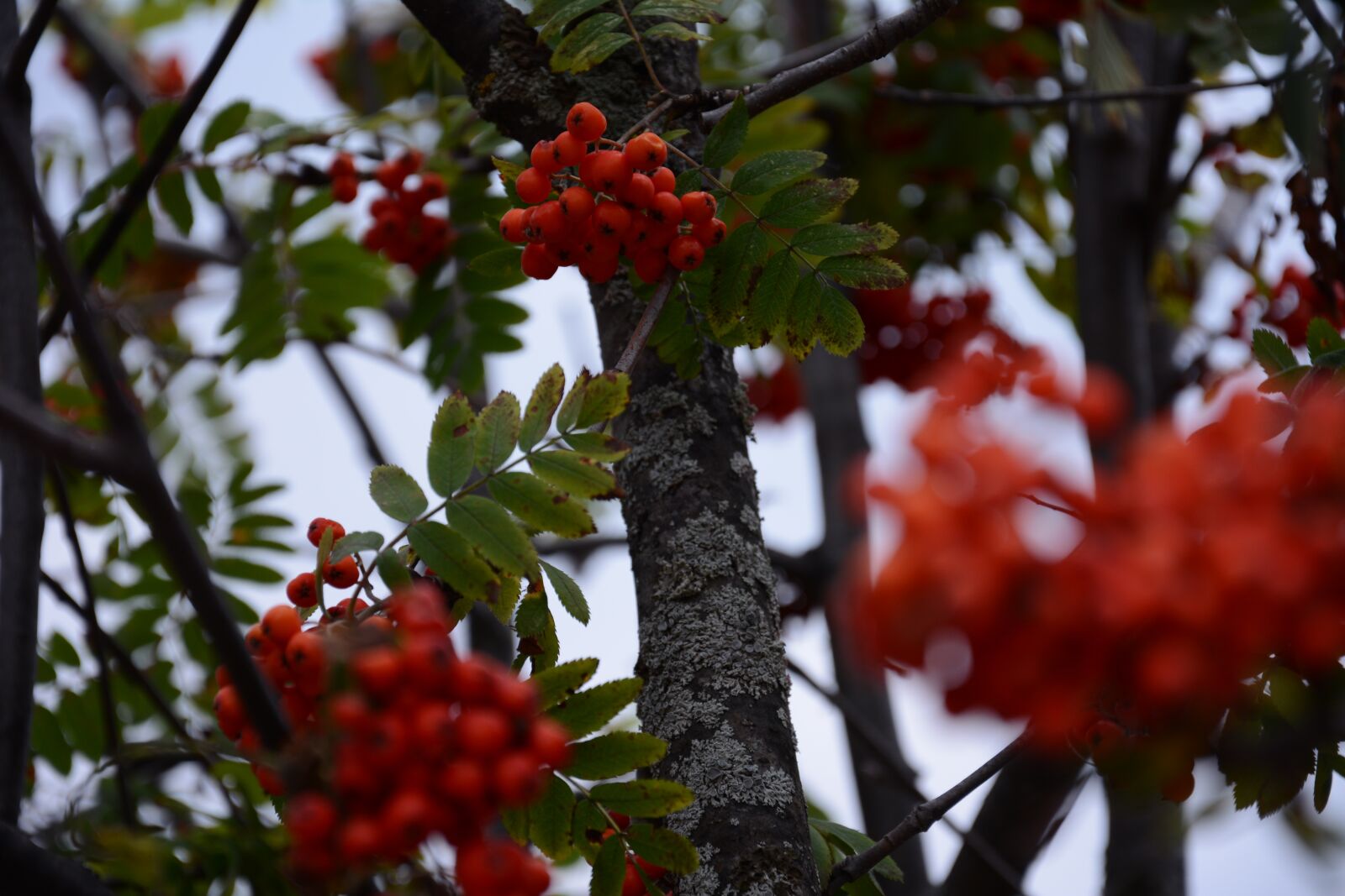 Nikon D7100 sample photo. Red, sharp, out of photography