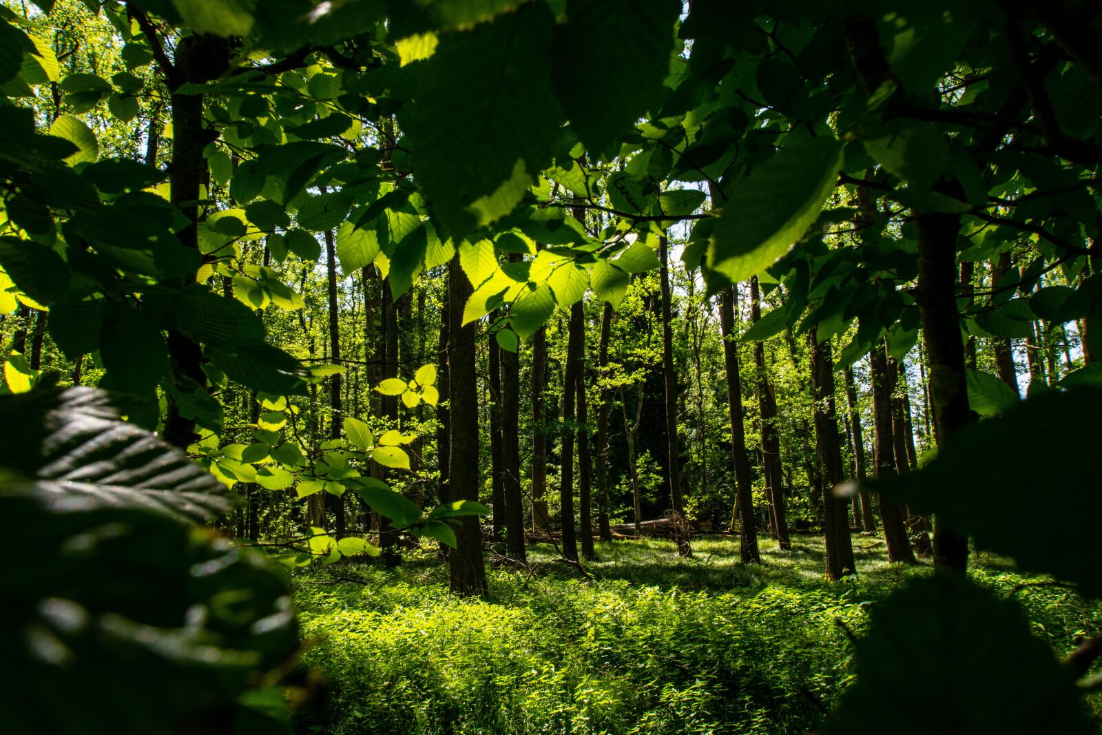 Nikon D7200 sample photo. Forest, green, nature photography