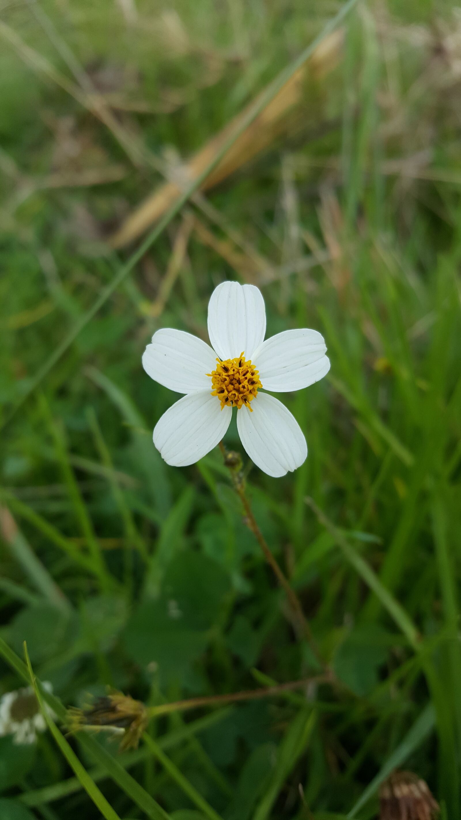 Samsung Galaxy S6 sample photo. Nature, flower, plant photography