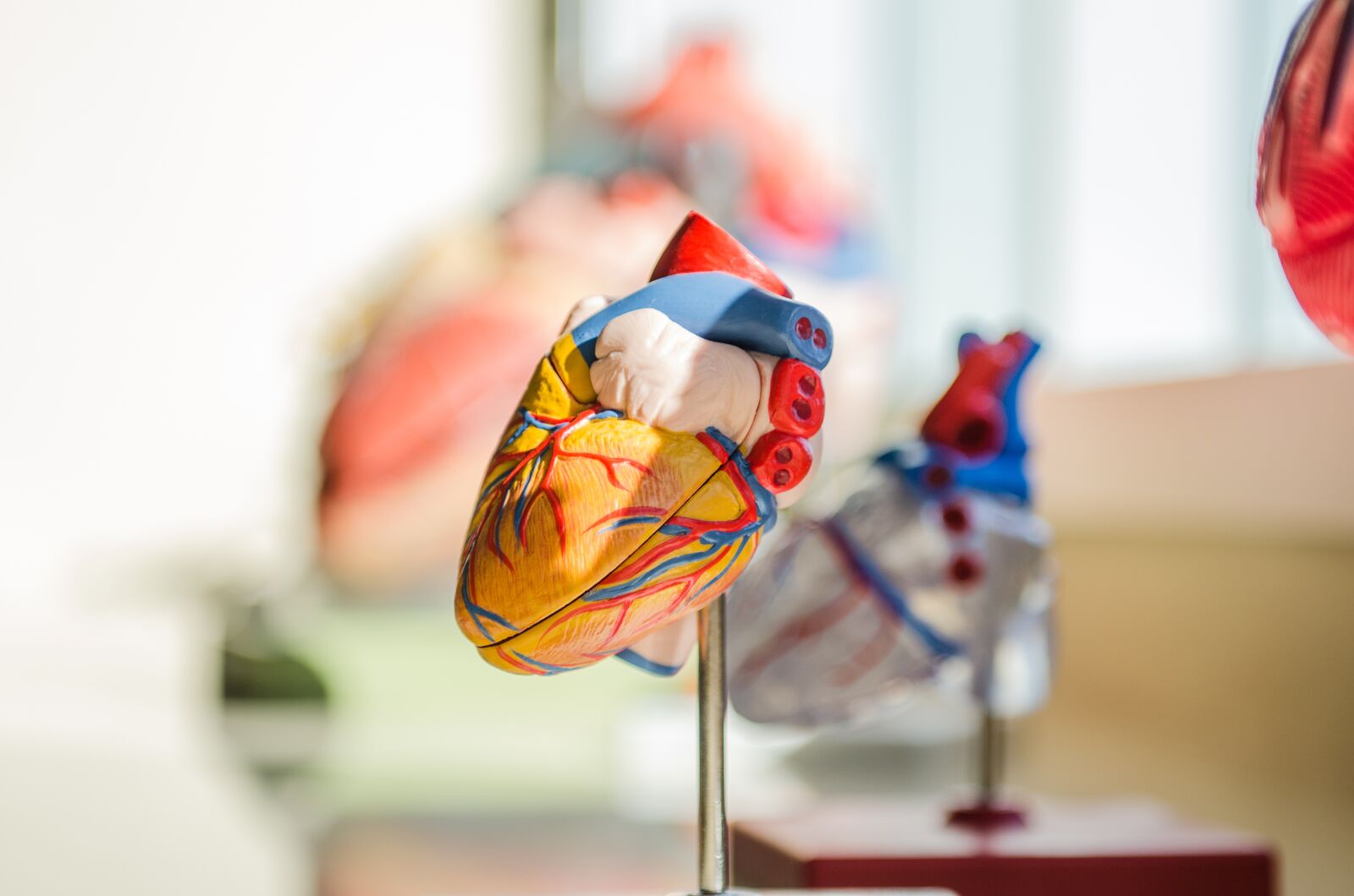 Nikon D7000 sample photo. Heart, human, anatomy photography
