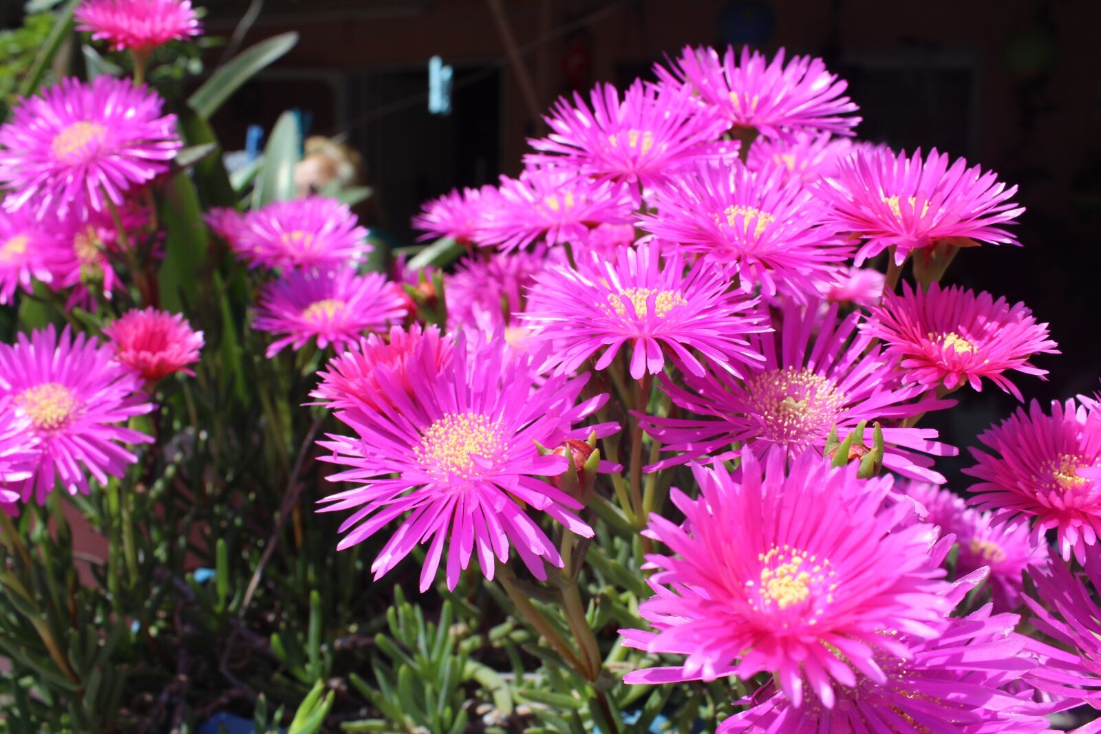 Canon EOS 650D (EOS Rebel T4i / EOS Kiss X6i) sample photo. Nature, flower, plant photography