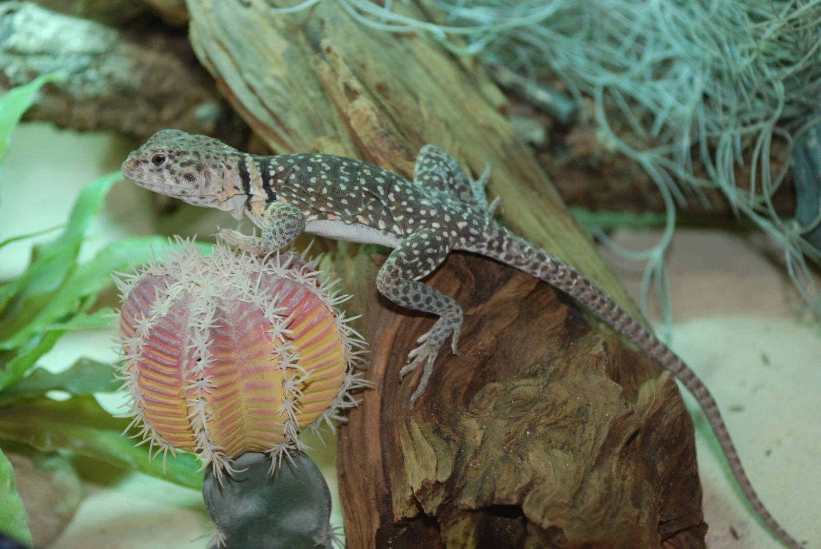 Nikon D80 sample photo. Lizard, exot, reptile photography