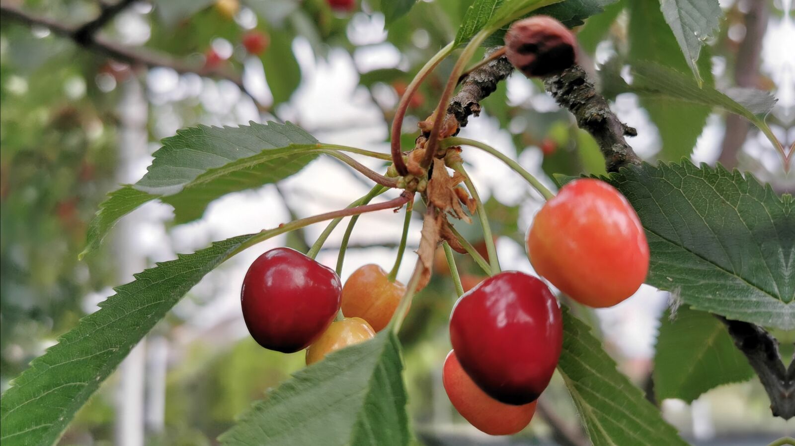 HUAWEI P30 Pro sample photo. Cherry, vegetables, fruits photography