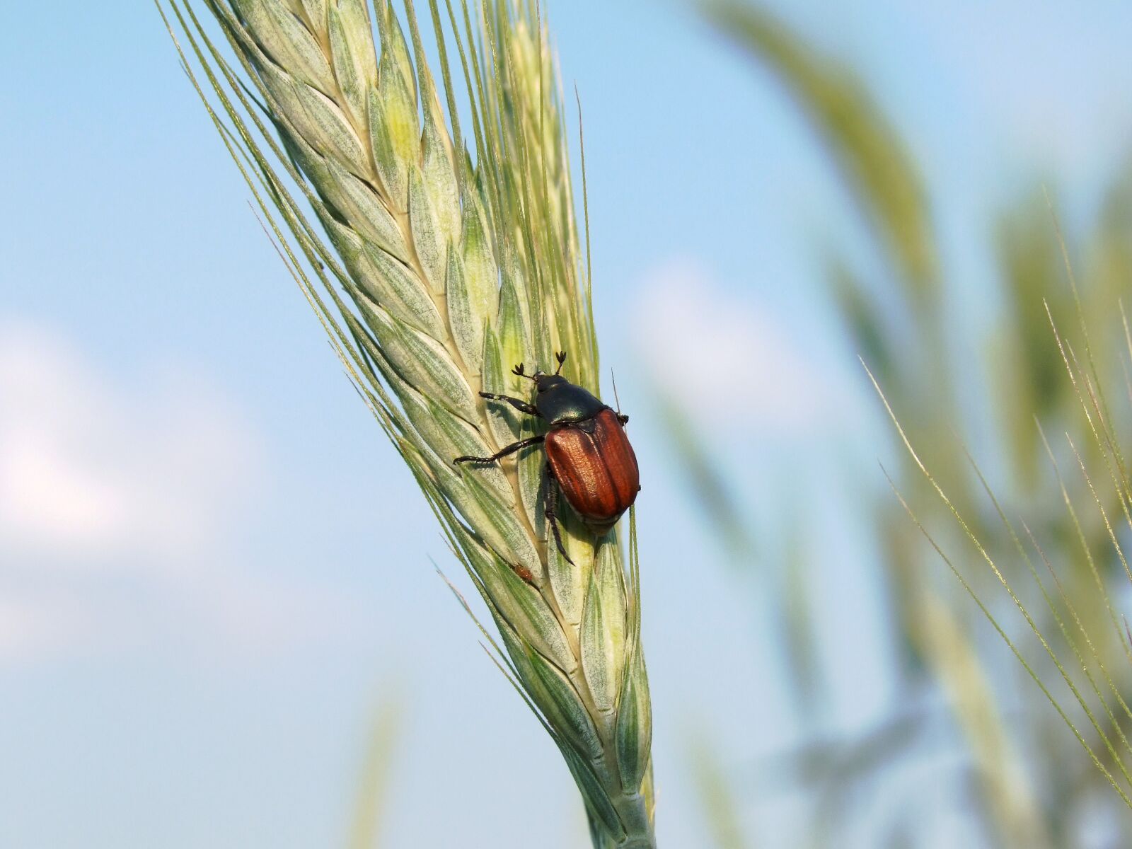 Fujifilm FinePix S100fs sample photo. Beetle, pest, agriculture photography