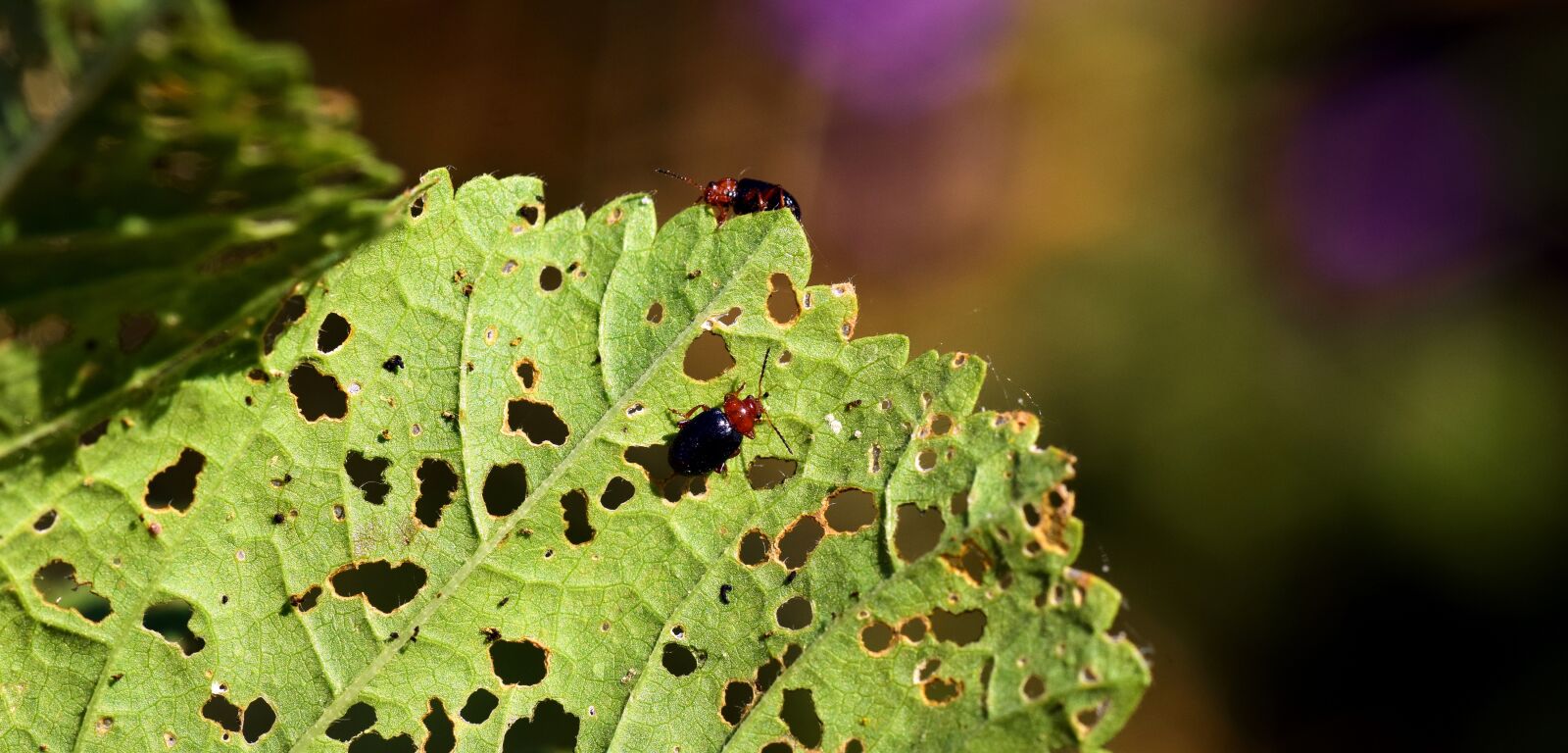 Nikon D3300 sample photo. Pests, leaf, nature photography