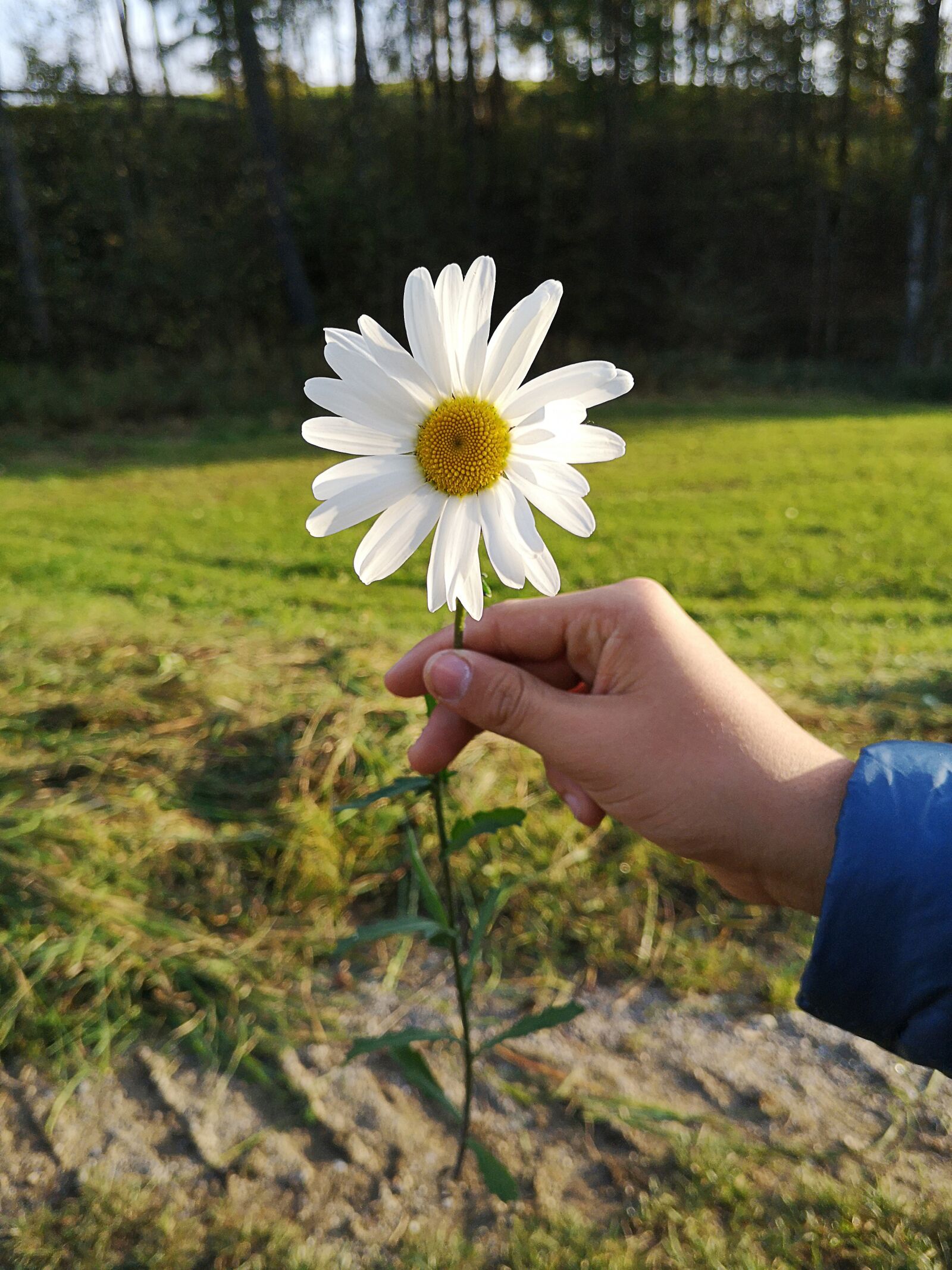 HUAWEI P20 sample photo. Flower, hand, marguerite photography
