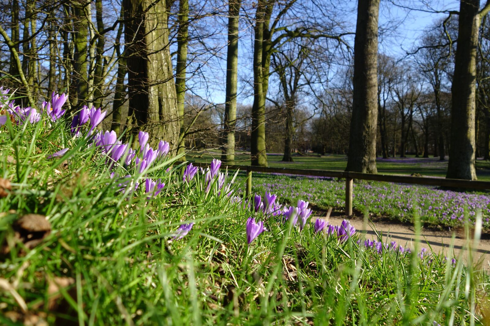 Sony Cyber-shot DSC-RX100 II sample photo. Crocus flower, husum, crocus photography