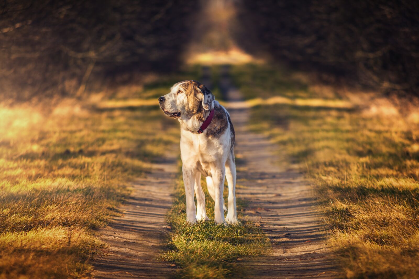 Nikon D7200 sample photo. Dog, nature, mammal photography