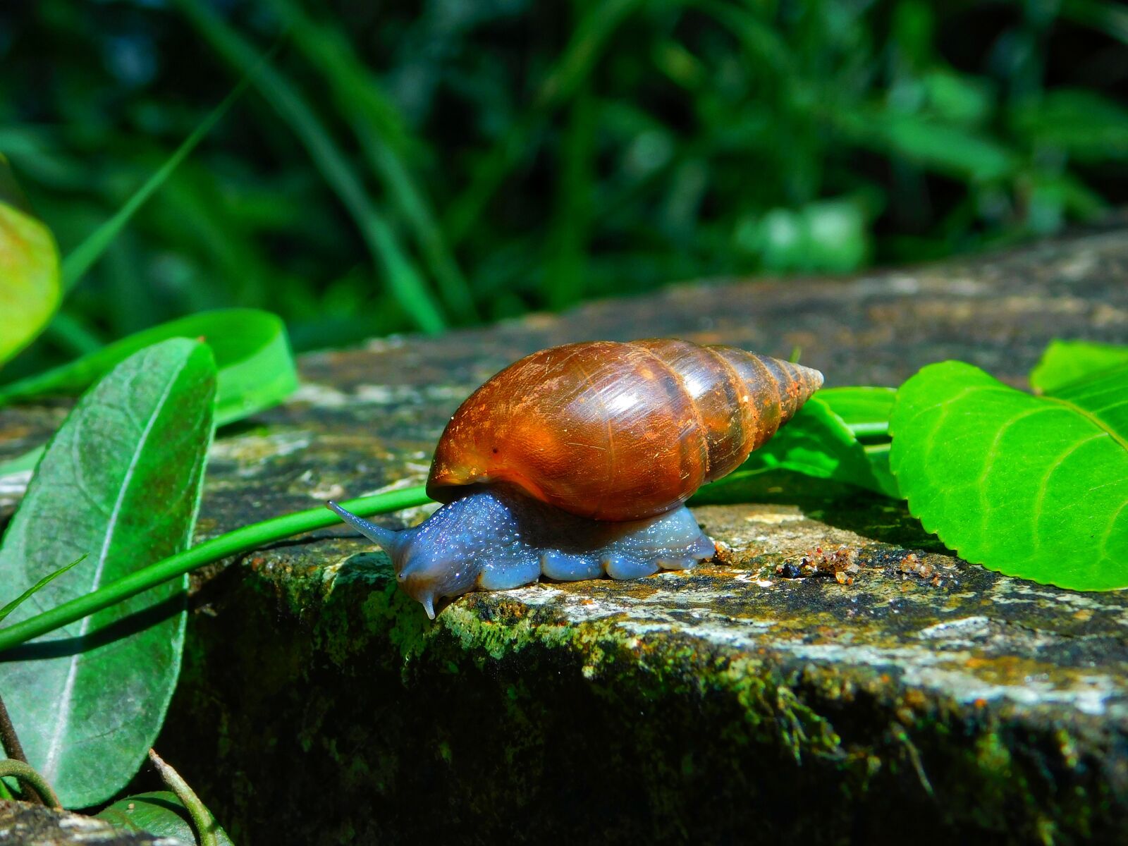 Nikon Coolpix L840 sample photo. Snail, stone, nature photography