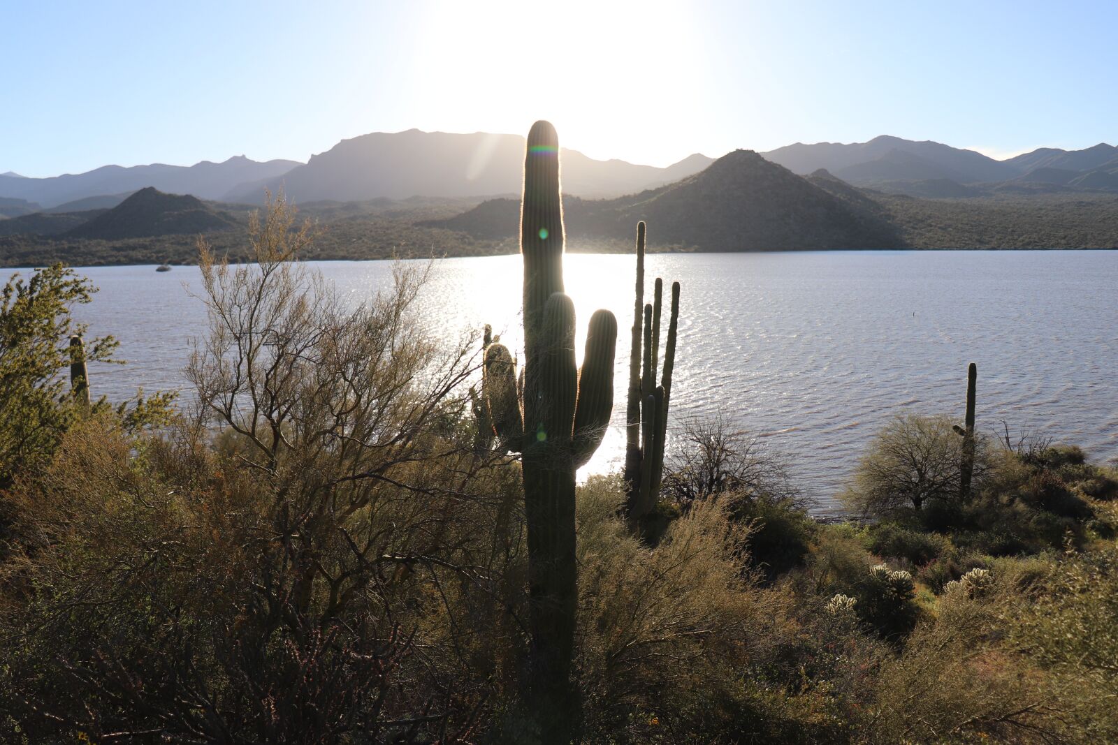 Canon EOS 200D (EOS Rebel SL2 / EOS Kiss X9) sample photo. Cactus, sunrise, arizona photography