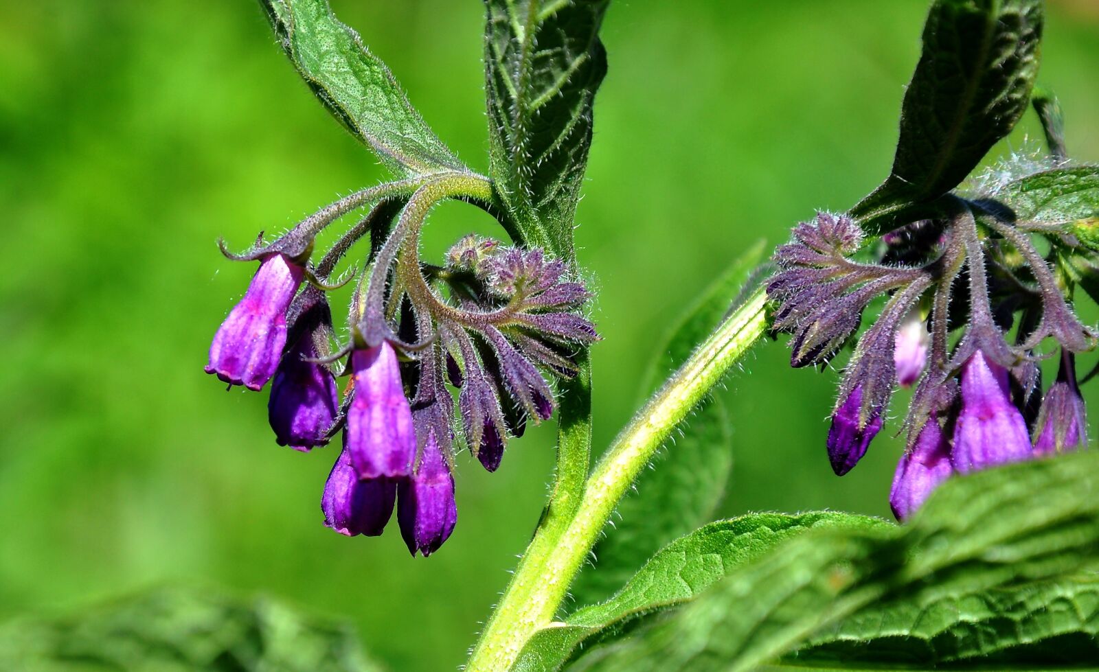 Nikon D90 sample photo. Comfrey, spring, nature photography