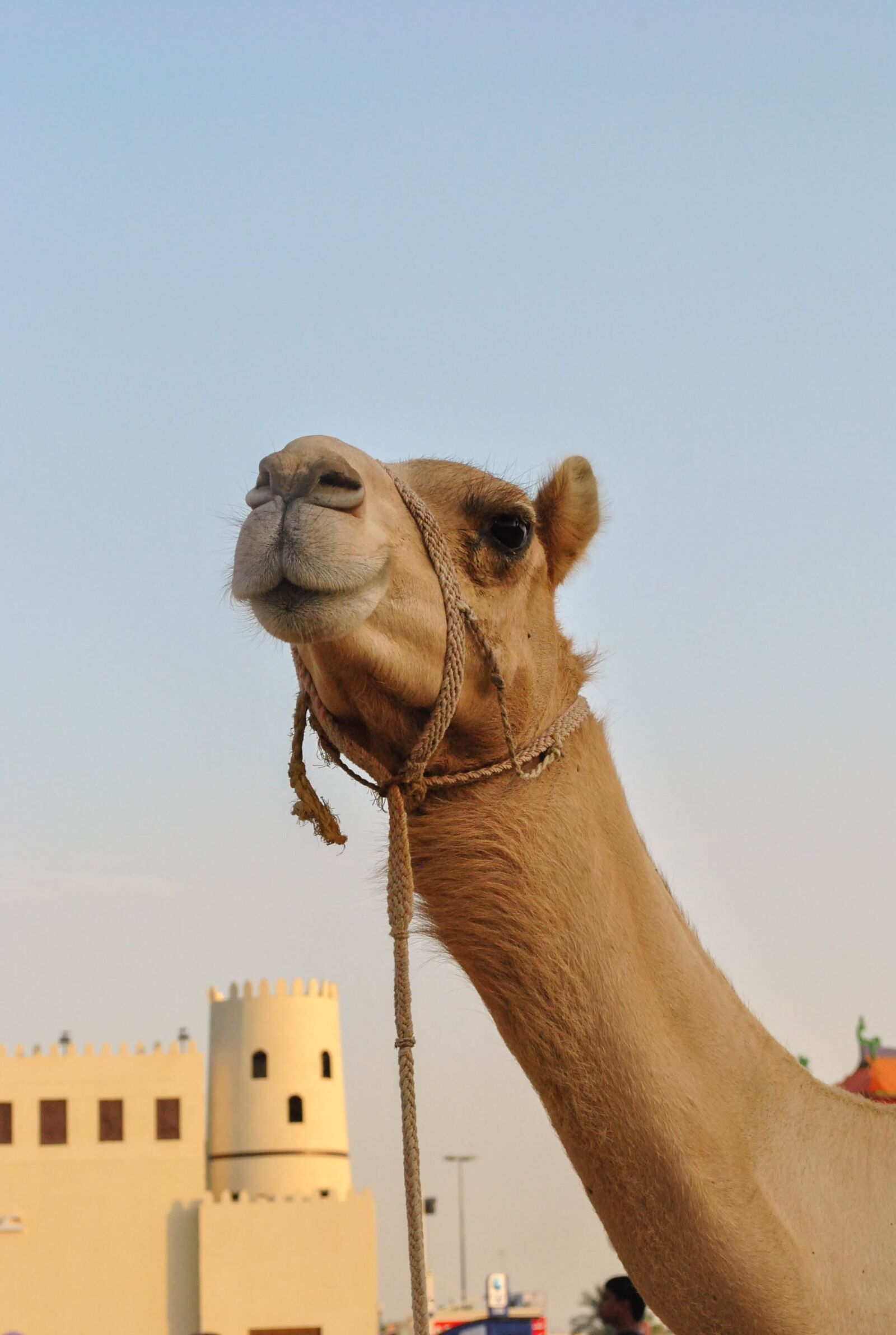 Nikon D3000 sample photo. Camel, desert, animal photography