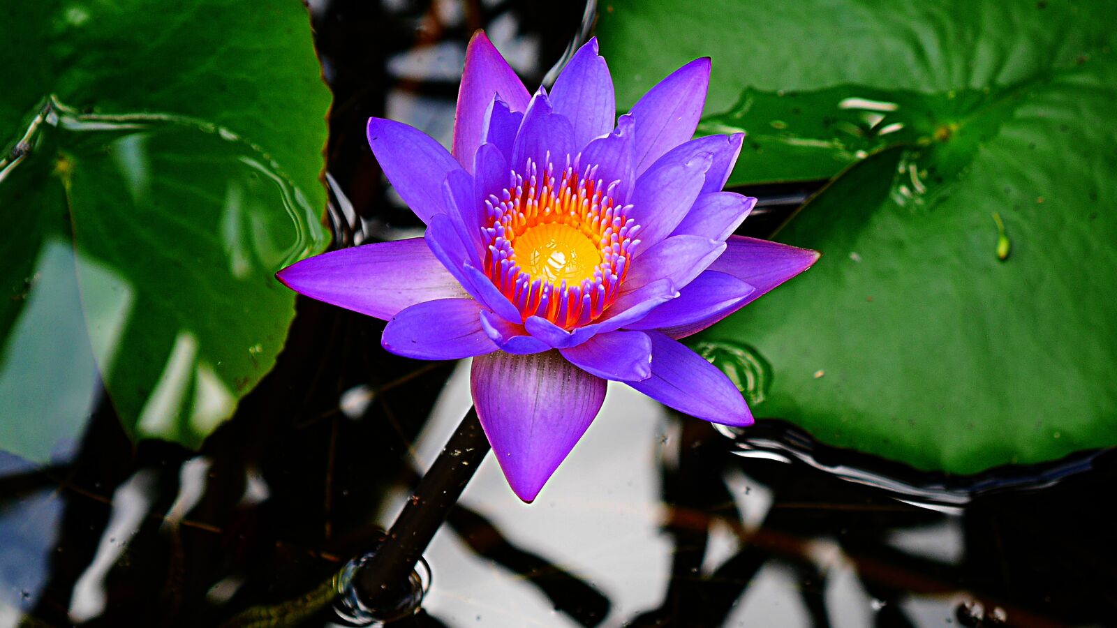 Panasonic Lumix DMC-GX7 sample photo. Lotus, water lily, flower photography
