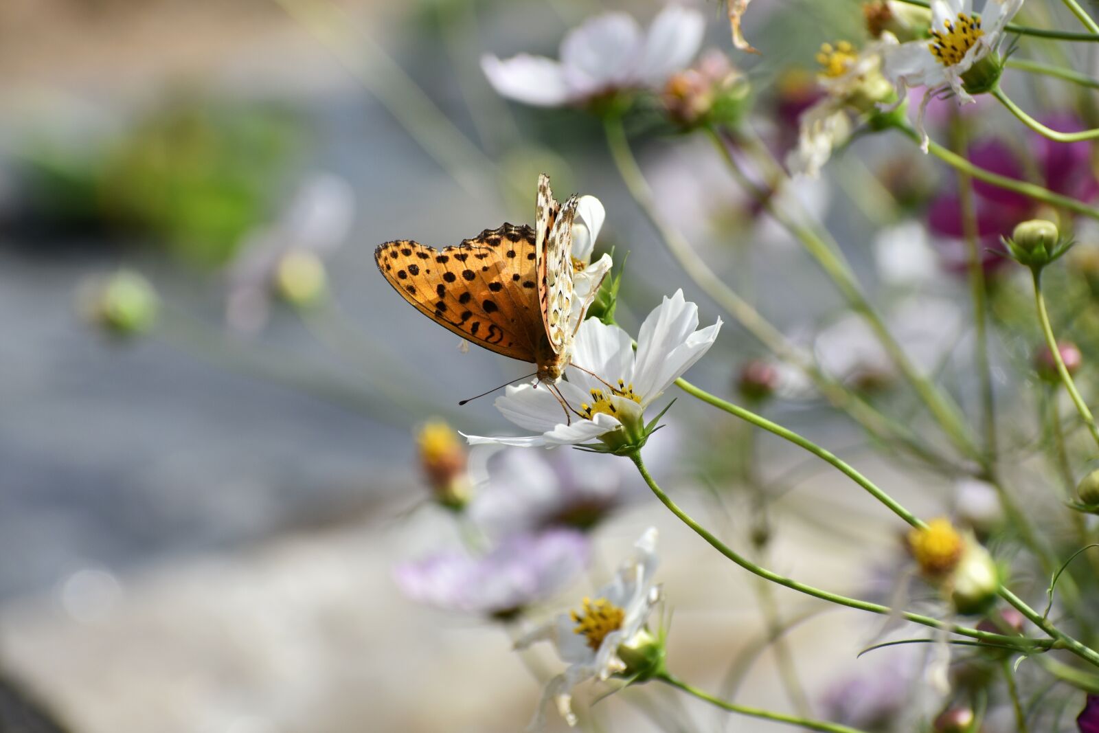 Nikon D7200 sample photo. Natural, landscape, plant photography