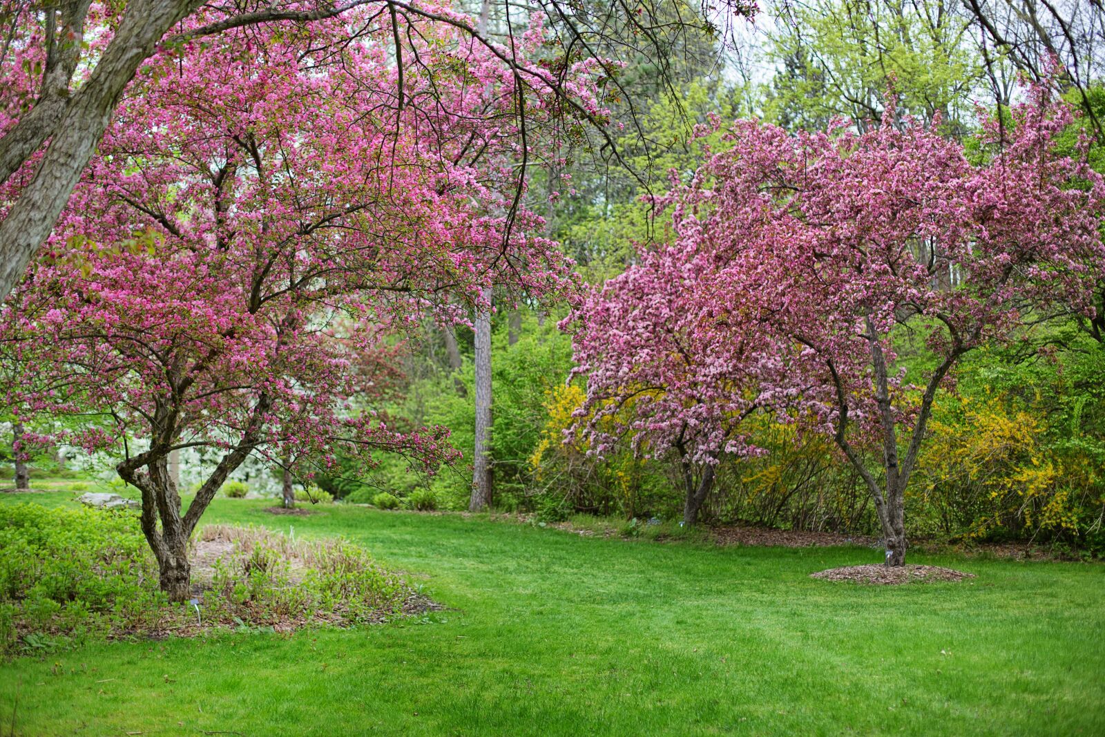 Canon EF 50mm F1.4 USM sample photo. Spring, pink flowers, pink photography