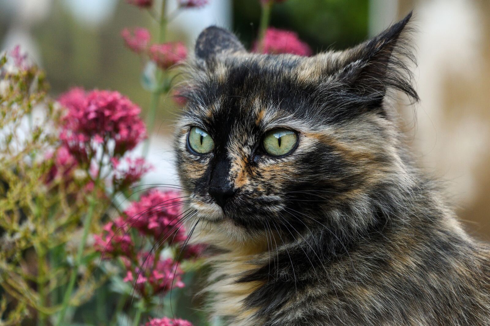 Nikon D500 sample photo. Cat, head, eyes photography