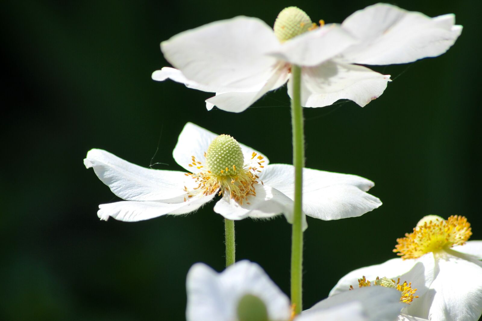 Canon EOS 600D (Rebel EOS T3i / EOS Kiss X5) sample photo. Flower, white, plant photography