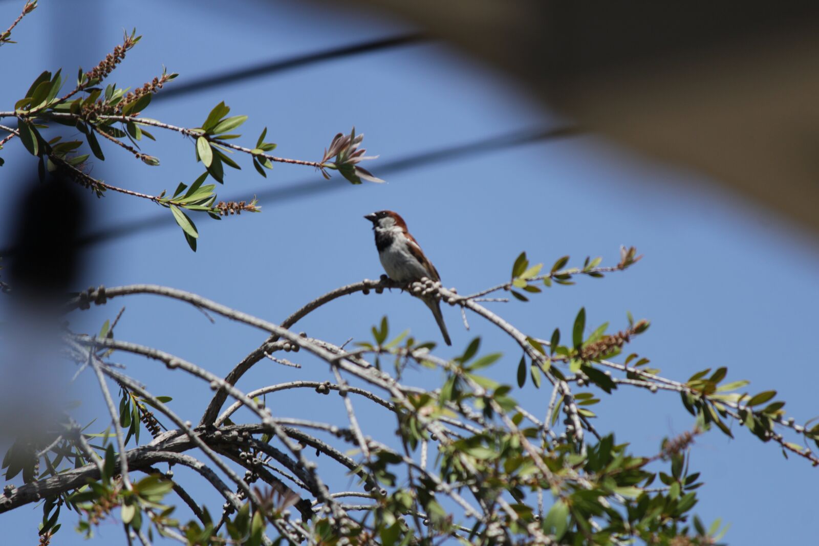 Canon EOS 1300D (EOS Rebel T6 / EOS Kiss X80) + Canon EF-S 55-250mm F4-5.6 IS II sample photo. Bird, nest, nature photography