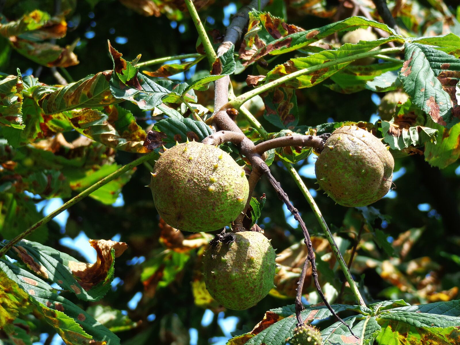 Sony Cyber-shot DSC-H90 sample photo. Chestnuts, tree, fruit photography