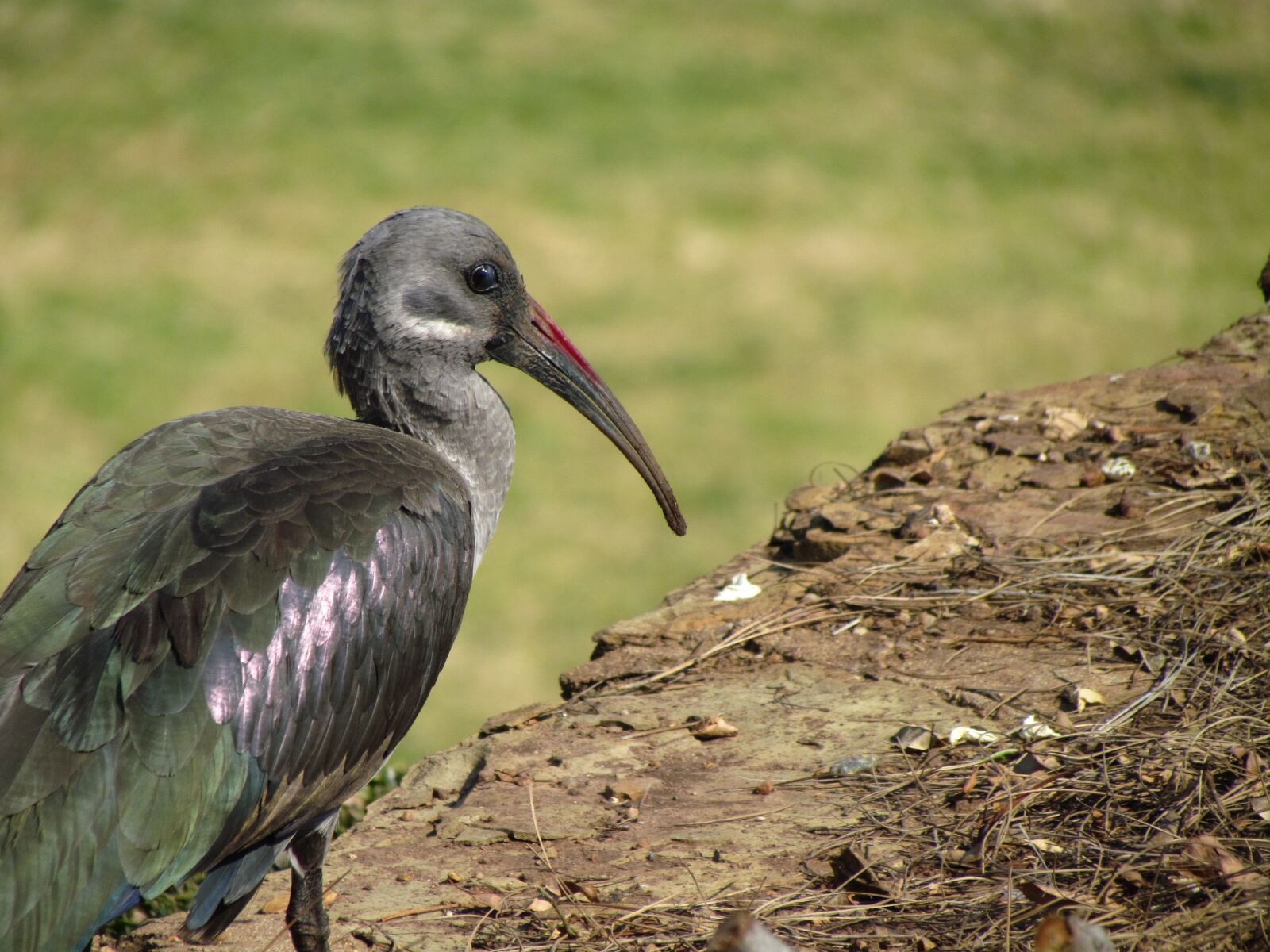 Canon PowerShot SX30 IS sample photo. Bird, looking, beak photography