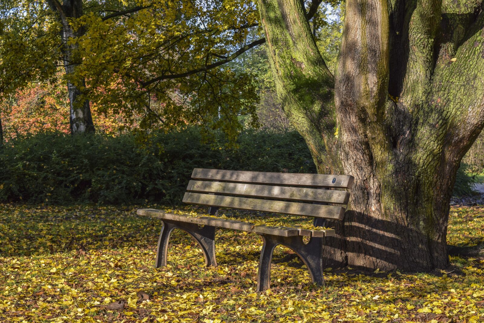 Nikon D3300 sample photo. Autumn, landscape, nature photography