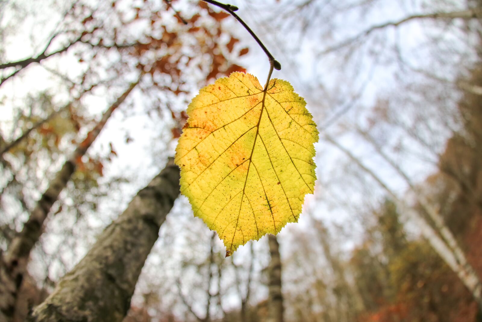 Canon EOS 80D sample photo. Autumn, season, leaf photography
