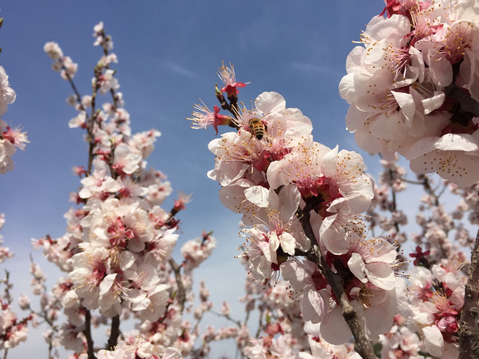 iPhone 6 Plus back camera 4.15mm f/2.2 sample photo. Peach blossom, bee, sky photography