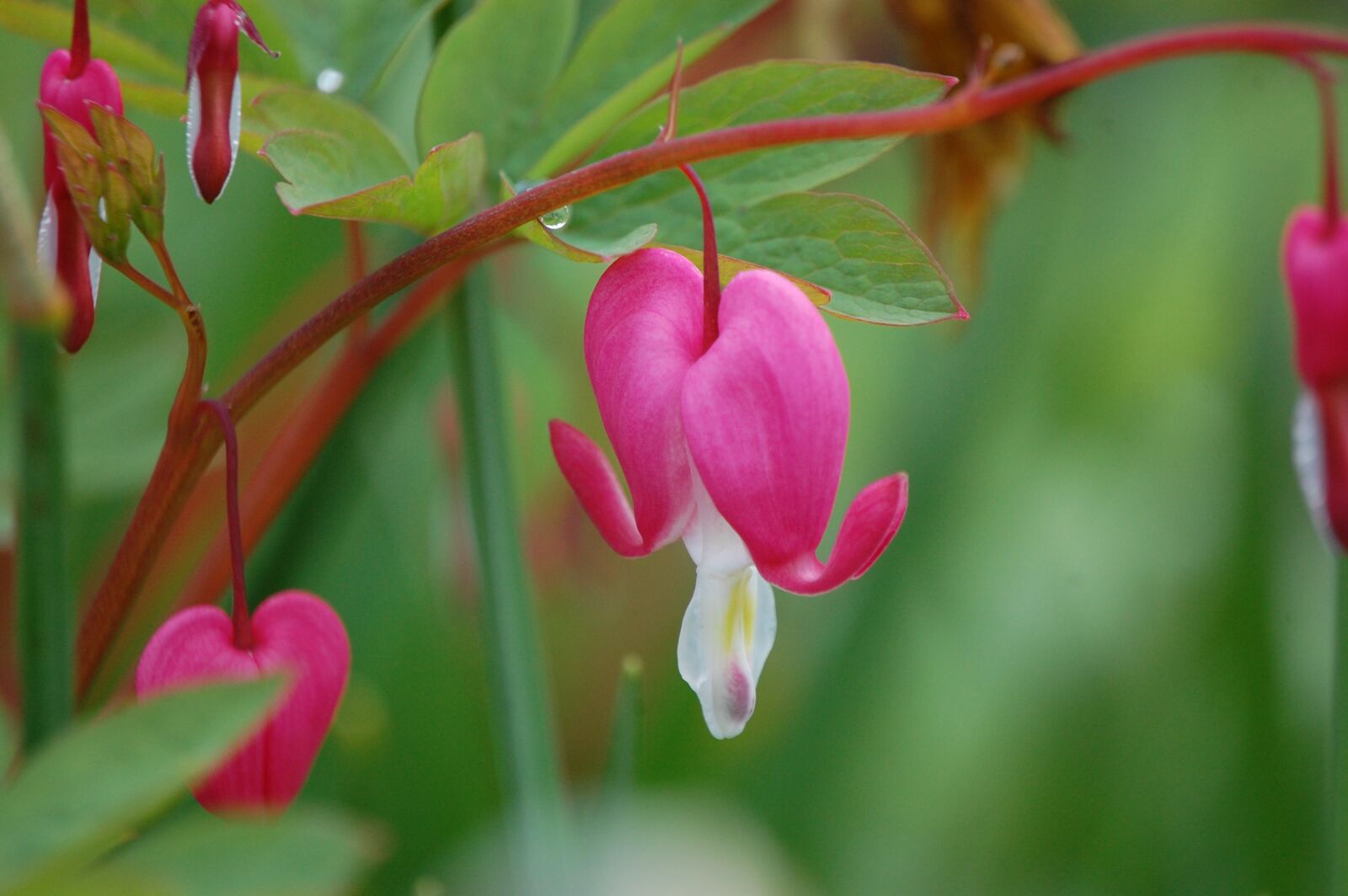 Nikon D40 sample photo. Flower, nature, blossom photography