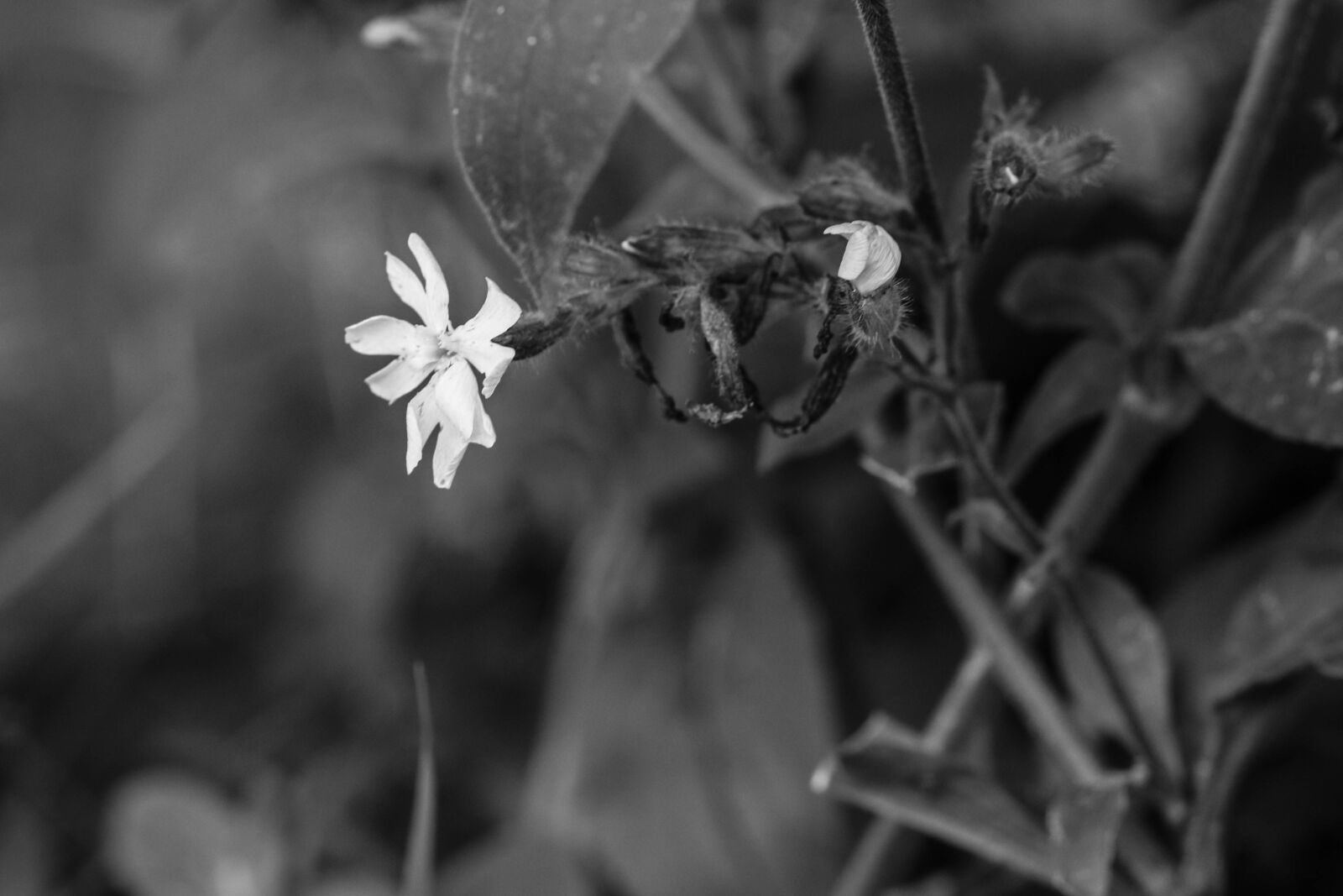 Canon EOS 7D Mark II sample photo. Wildflower, flower, nature photography