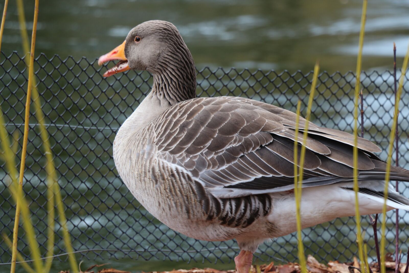 Canon EOS 700D (EOS Rebel T5i / EOS Kiss X7i) sample photo. Bird, wild birds, lakefront photography