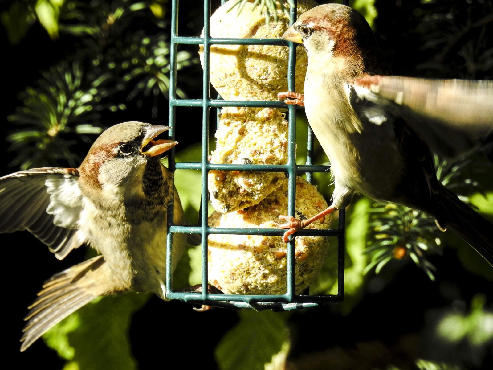 Nikon Coolpix P900 sample photo. House sparrow, sperling, bird photography