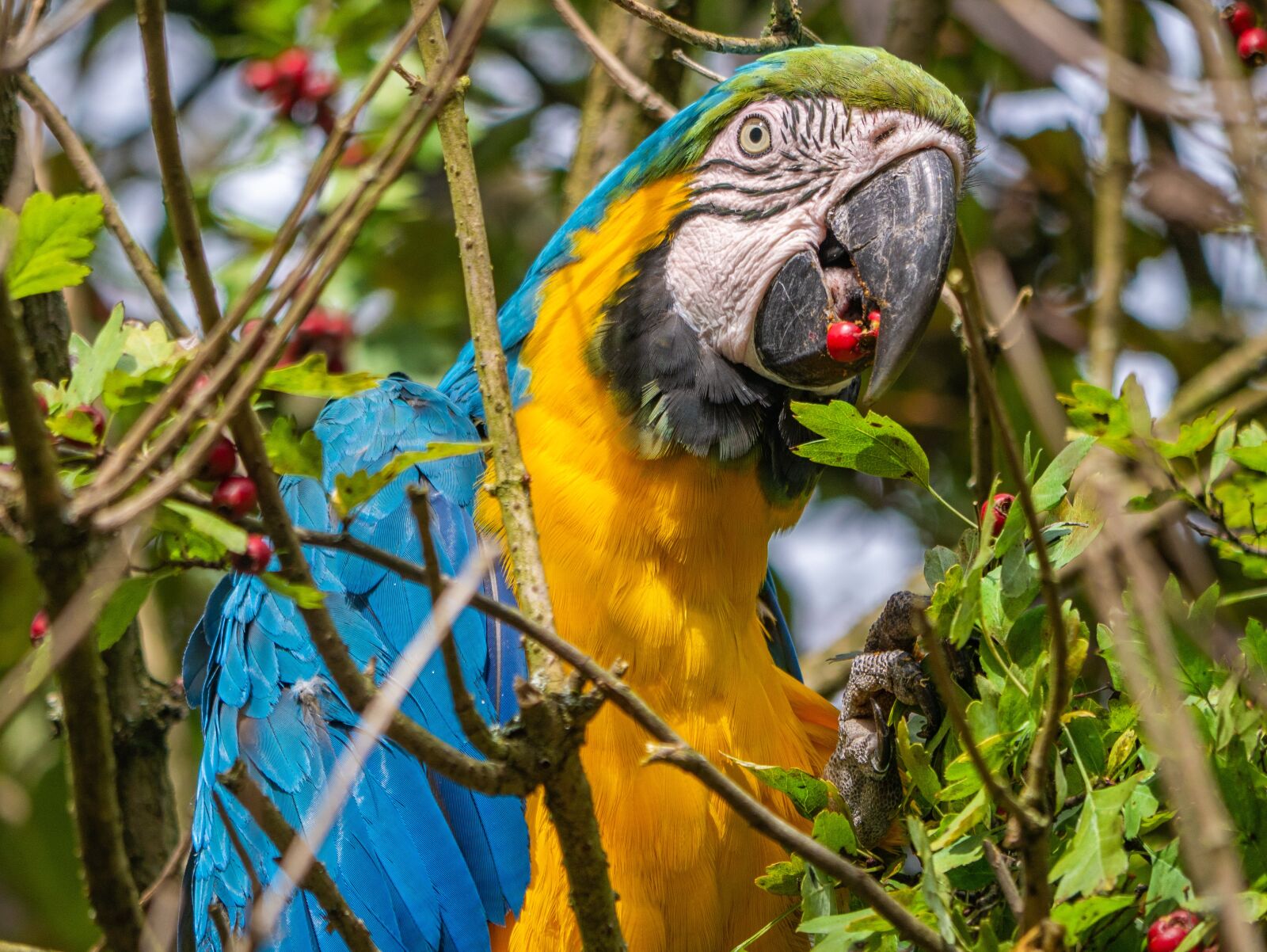 LUMIX G VARIO 100-300/F4.0-5.6II sample photo. Parrot, bird, exotic photography