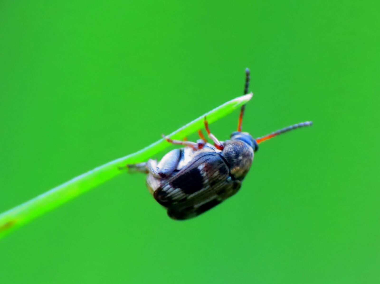 Canon PowerShot SX40 HS sample photo. Bug, insect photography