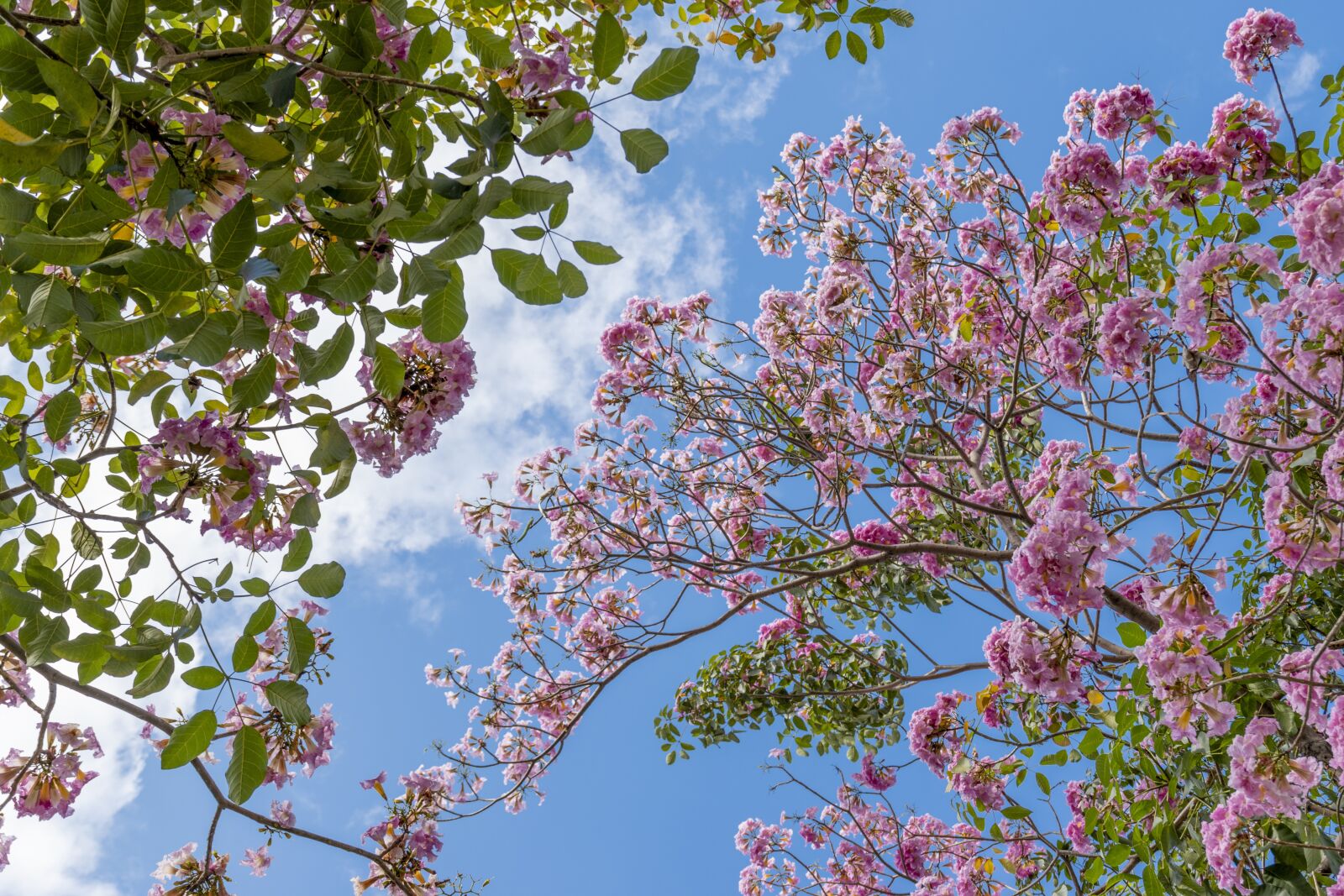 Nikon D5600 sample photo. Spring, saigon, hoakenhong photography
