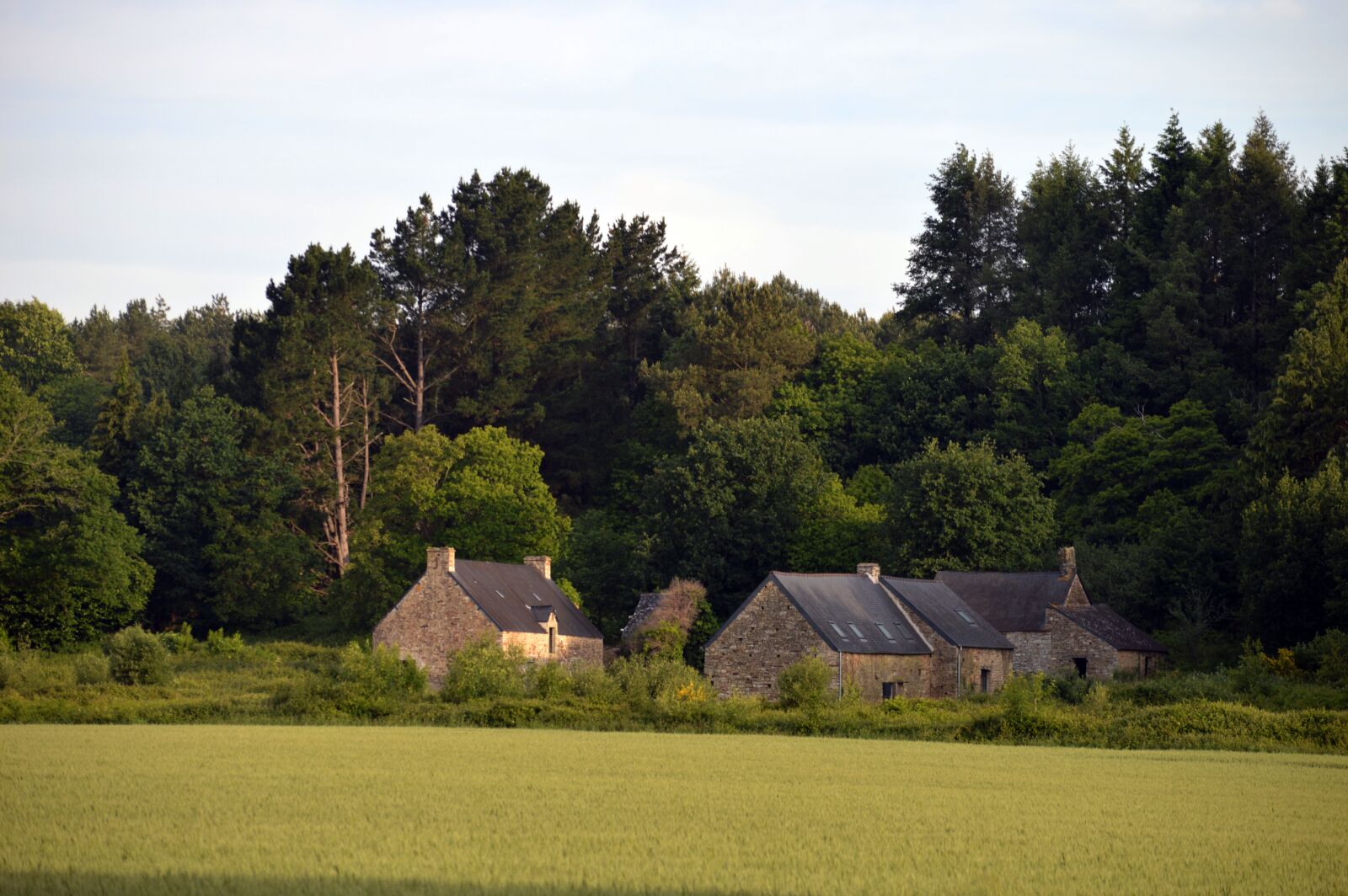 Nikon D3200 sample photo. Field, fields, nature photography