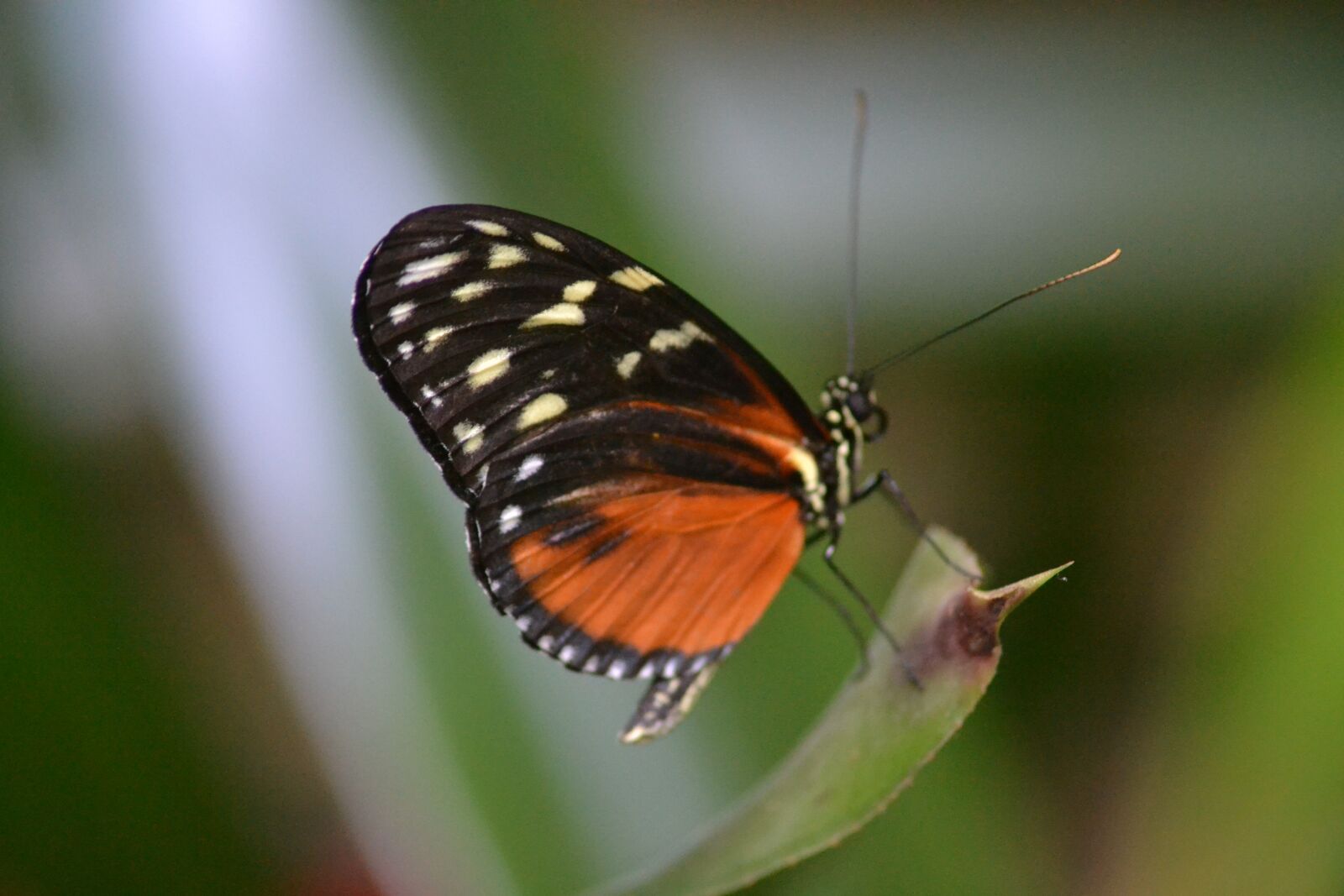 Nikon D3100 sample photo. Butterfly, orange, insect photography