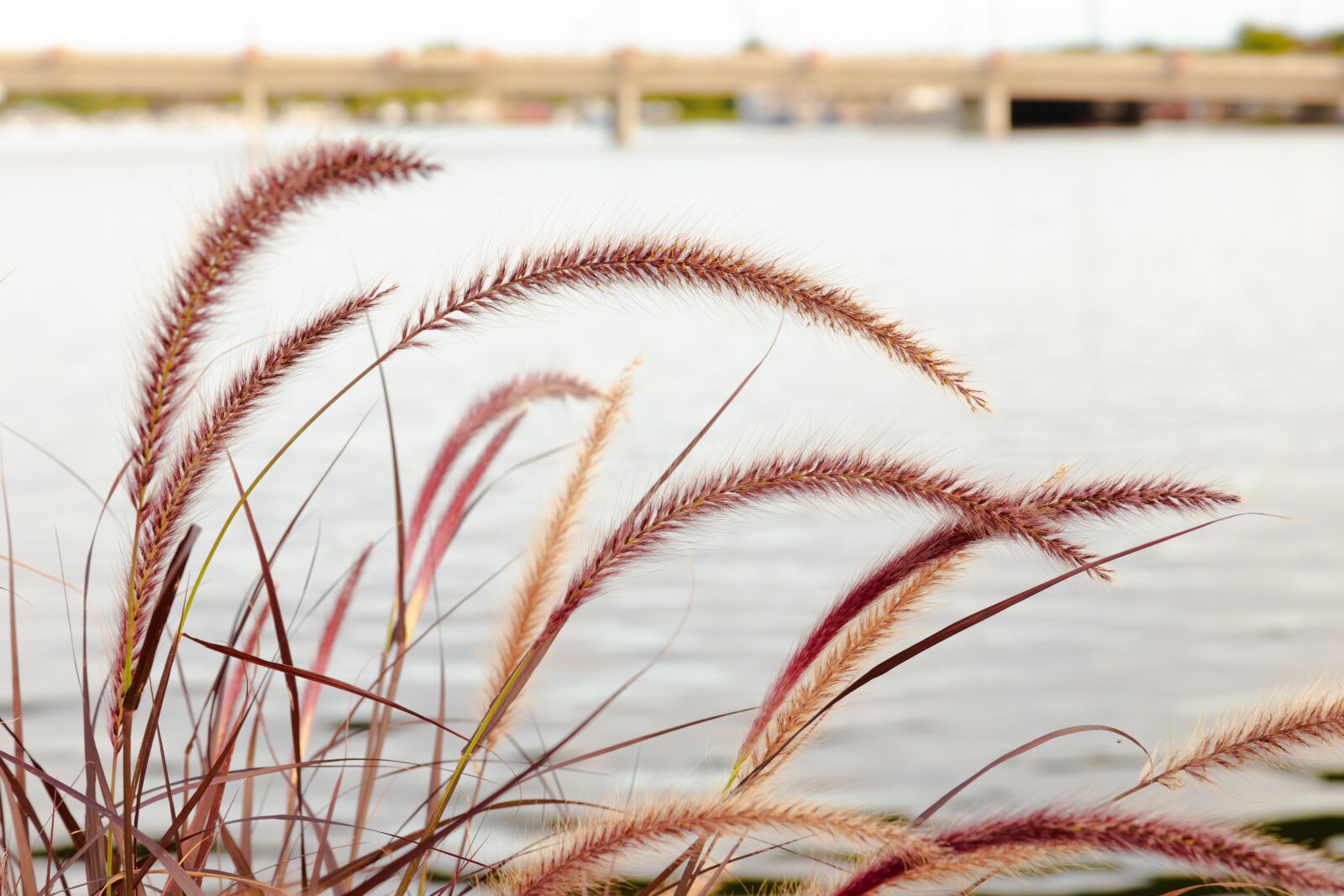 Canon EOS 80D sample photo. Plant, feather, nature photography