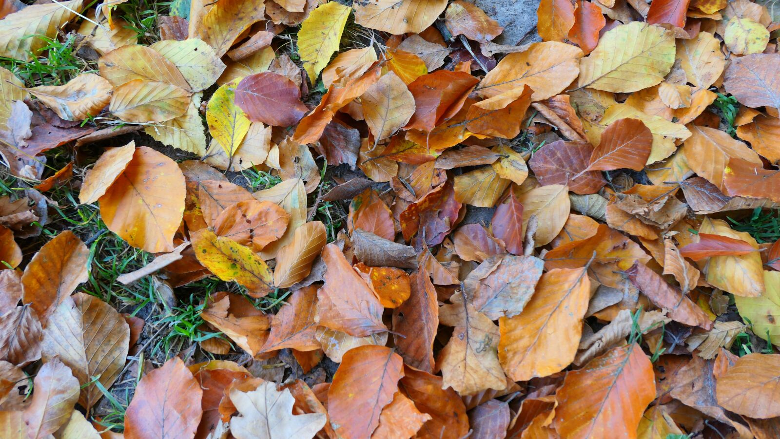 Panasonic DMC-LX15 sample photo. Foliage, beech leaves, autumn photography